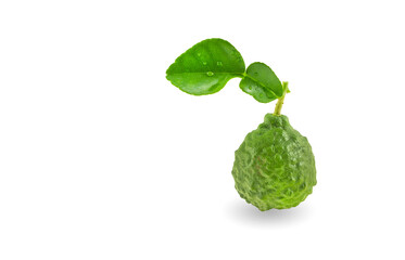 Kaffir lime