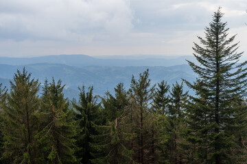 Naturaufnahme in der Umgebung von Koblenz
