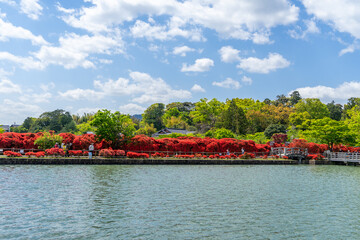 京都府長岡京市の神社「長岡天満宮のキリシマツツジと八条ヶ池」