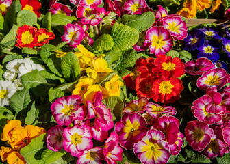 Fototapeta na wymiar Different colors of primrose flowers 
