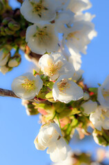 white Cherry blossoms in springtime 