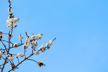 Prunus armeniaca L flowering branch of apricot fruit tree flowers white on the spring plant against the bright and saturated blue sky in the left side of the frame and copy space. High quality photo