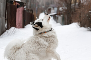 A dog of the breed Yakut husky of white color with black spots and blue eyes catches snowflakes outside on the street in winter with a funny view against the background of a snow-covered road.