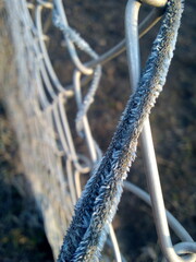 frost covered branches
