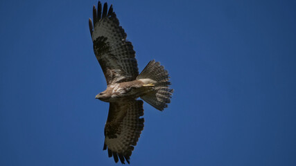 Ulm, Deutschland: Ein Mäusebussard im Flug
