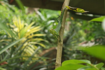 A  camouflage lizard with blurred background  