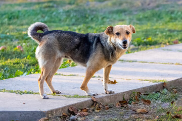 A small dog with a broken leg in the garden on the alley