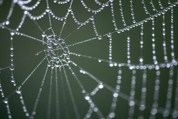 Spider web with rain drops