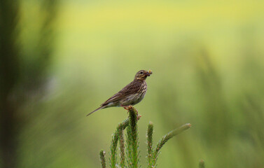 The bird is sitting on a branch of a coniferous tree. Animal on a green background close-up photo. A bird wildlife scene. A bird with food in its beak