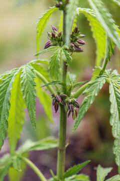 A Male Cannabis plant with pollen sacs