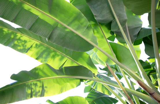 Green banana leaves as nature background
