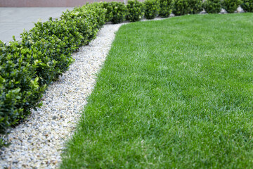 grass in the garden, boxwood covered with decorative stones