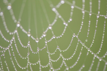 spider web with water drops