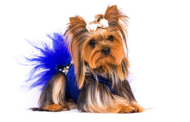 Yorkshire Terrier in a dress on a white background