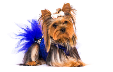 Yorkshire Terrier in a dress on a white background