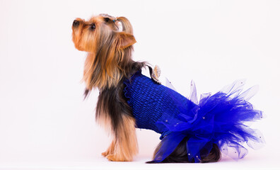 Yorkshire Terrier in a dress on a white background