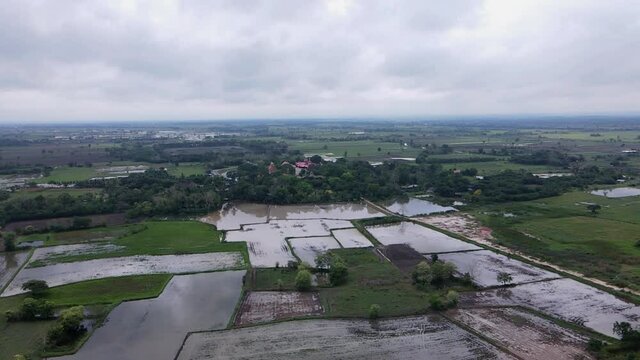 Rice field in the country side. This year the cultivation season has come quickly.