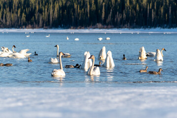 Elegant swans swimming in a frozen lake, open water of river in northern Canada during April,...