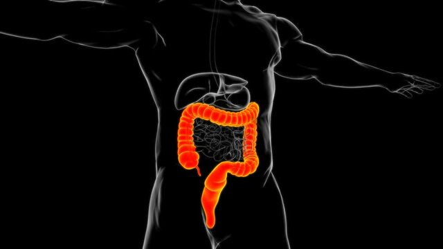 Large Intestine 3D Illustration Human Digestive System Anatomy