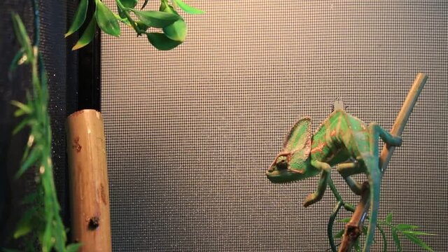 Chameleon looking around on white screen 