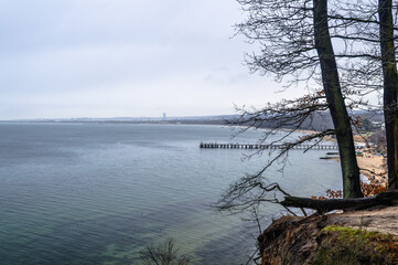 Drzewa na klifie z widokiem na morze Gdynia Orłowo