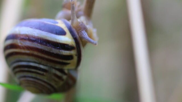 After the rain, a close-up of a snail crawling up on a branch of a plant