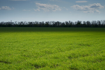 Farm field with young wheat.