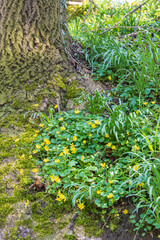 Fototapeta premium Das Frühlings-Scharbockskraut, Ranunculus Ficaria, ist im zeitigen Frühjahr oft die erste Grünpflanze, die in grossen Massen in lichten Wäldern auftritt. Die Blätter haben vor der Blüte Vitamin C