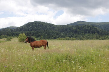 Fototapeta na wymiar horse in a mountain pasture