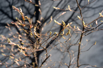 branches of a tree in winter