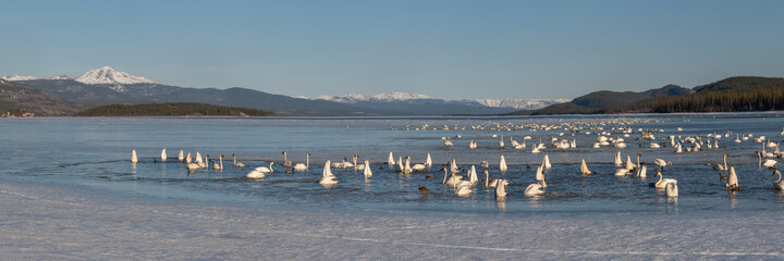 Elegant swans swimming in frozen lake, open water of river in northern Canada during April, spring time migration to Alaska for the summer. Wilderness, forest in background with snow capped mountain