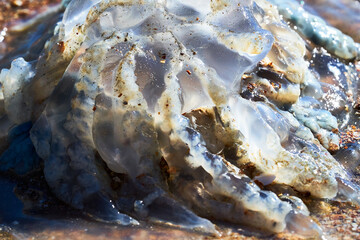 Sea life. Jellyfish.