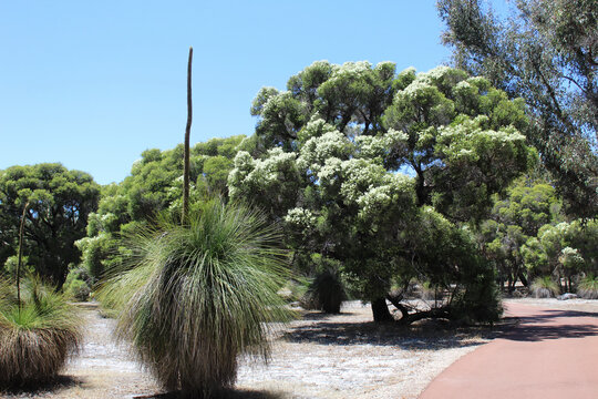  trees in the park