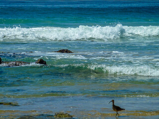 DANA POINT BEACH