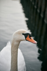 Close up photo of mute swan. Macro shot of swimming bird with detailed eyes, feather and pecker.