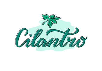 Obraz premium Vector illustration of cilantro lettering for packages, product design, banner, sticker, spice shop price list and decoration. Handwritten isolated word with a drawn leaf for web or print 