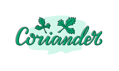 Vector illustration of coriander lettering for packages, product design, banner, sticker, spice shop price list and  decoration. Handwritten isolated word with drawn leaves for web or print
