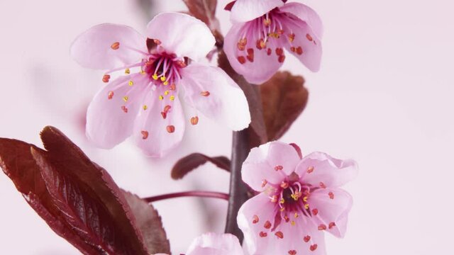 Time lapse of blooming cherry tree blossoms, beautiful spring blooming background. Camera motion.