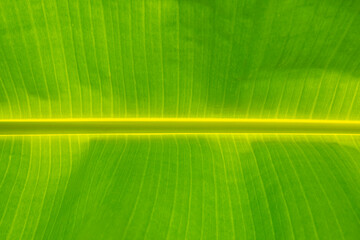 Green banana leaf background abstract