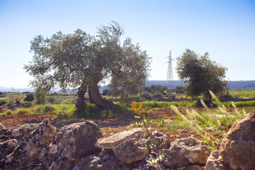 Century-old olive trees during pruning season, Apulia, Italy