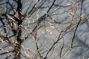  leaves on the tree