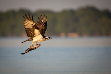 Osprey fishing on Reelfoot lake in Tennessee during the summer