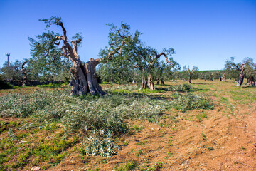 Century-old olive trees during pruning season, Apulia, Italy