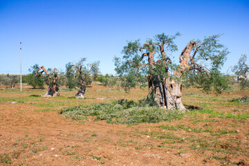 Century-old olive trees during pruning season, Apulia, Italy