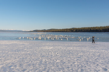 Elegant, graceful flocks of swans in northern Canada during their spring time migration to the Bering Sea, Alaska. White, arctic, hundreds of wild animals with photographer, man in shot. 