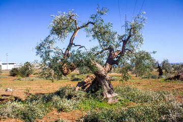 Century-old olive trees during pruning season, Apulia, Italy