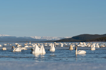 Large flocks of tundra, trumpeter swans in open water of a frozen lake, river during their spring time migration to the Bering Sea, Alaska. Snow, ice in foreground with snow capped mountains behind. 