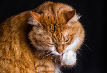 red cat licking paw in the studio