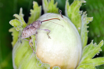 Hazel Nut weevil - Curculio nucum on hazelnut. © Tomasz