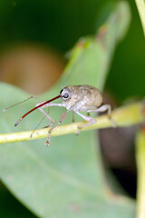 Beetle of Acorn weevil Curculio glandium on oak a leaf. The larvae develop in the glans